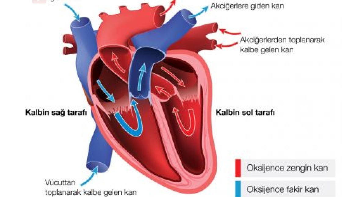  6.sınıf  2.ünite Vücudumuzdaki Sistemler ( Dolaşım Sistemi) Etkinliği